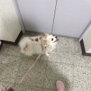24.03.25 :: 비비데칼-이타샤