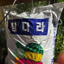 흥농농약종묘 이미지