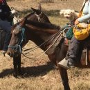 도시 강아지 이미지