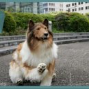 인형의 거리(개) 이미지