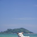 늘, 고운펫 이미지