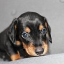 버디독 강아지분양 안심분양센터 김포점 이미지