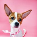 트루디독 이미지