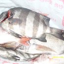 복사초등학교2 이미지