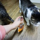 낭만고양이 이미지