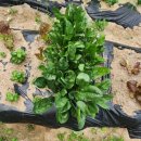 김밥마루 이미지