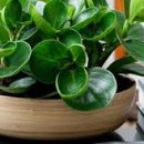 페페로미아 이미지