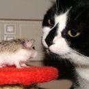 강아지세상 고양이세상 이미지