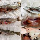 무지개송어의 Infectious pancreatic necrosi virus (IPNV) 이미지