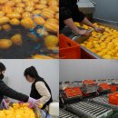 성주참외원예농협 이미지