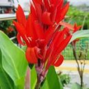 여름 귀족 꽃 칸나 꽃말 종류 특징 구근 수확 시기 저장방법 이미지