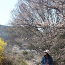 참좋은수양경로당 | 2025년 거창 벚꽃여행/임불마을 수양벚꽃/용원정 쌀다리/덕천서원 그리고 주암마을