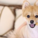 도그마루 강아지고양이 김해창원점 이미지