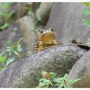 금두꺼비 이미지