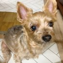 만년YES동물병원 이미지