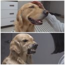 타르트 전문점 Tarte j | 상하이 3박 4일 패키지 여행 후기 (1일차) l 모두투어 디즈니랜드 준5성 호텔 패키지