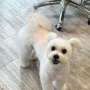 위즈펫살롱 이미지