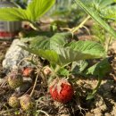 솔밭농장 이미지