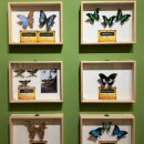 여주곤충박물관 | 여주에서 만나는 국내 유일 살아있는 해외곤충전시, 아이와 함께한 여주곤충박물관 후기