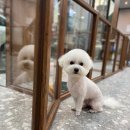 블루밍독 이미지