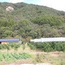 우리대추농원 네이버블로그