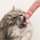 데본냥이 이미지