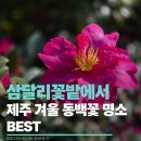 삼달리-17 | 제주도 겨울 동백꽃 명소 BEST + 신상 삼달리 꽃밭에서 방문후기