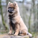 강아지나라동물병원 이미지