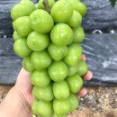 그린제일목장 이미지