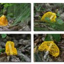 망태수퍼 이미지