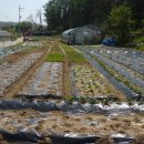 상일농장 이미지