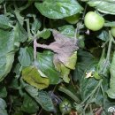 야간)꽃과 원예 이미지