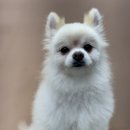 하이몽 애견미용실 이미지