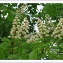 마로니에 이미지