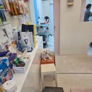 힐스 펫살롱 | 경기 광주 애견미용 겁 많은 하양이도 편안했던 방문 후기