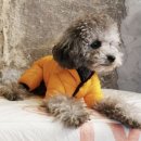 엔젤퍼피 이미지