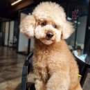 동물보육원 경기 수원 지부 이미지