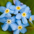 물망초-Forget-Me-Not 이미지
