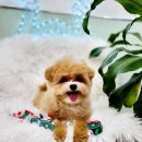 어서왈왈 이미지