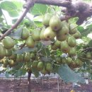 탁이농장 이미지