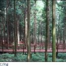 생명나무숲 이미지