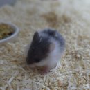 털뭉치즈 이미지