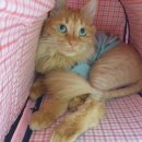고양이 주택 네이버블로그