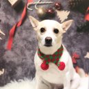 강이네펫샵 이미지