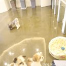 펫스타일 이미지