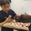 스타동물병원 이미지