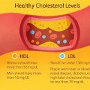 HDL LDL 콜레스테롤 수치 및 관리저밀도고밀도 이미지