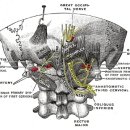 Occipital neuralagia ...(퍼온자료 ..) 이미지