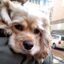 창원메디컬동물병원 이미지