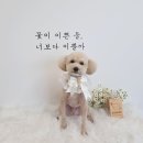 댕댕이묭실 네이버블로그